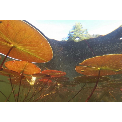 Canada, Eastman Underwater view of water lilies